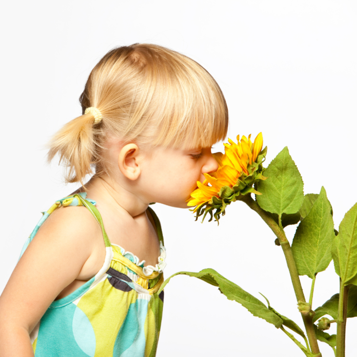 Dziewczynka wąchająca kwiat słonecznika.