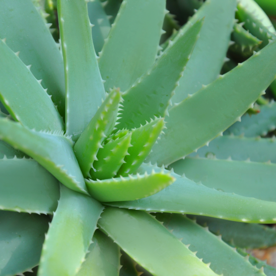 Aloes.