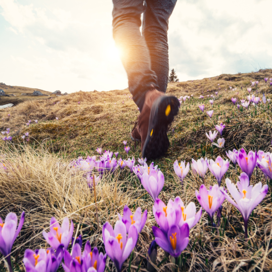 Fioletowe wiosenne kwiaty na górskim terenie, na drugim planie nogi osoby wędrującej po górach.
